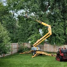 How Our Tree Care Process Works  in  Lafayette, GA