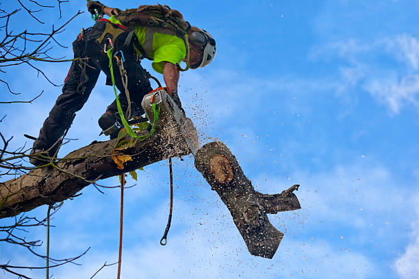 Soil Testing and Treatment in Lafayette, GA
